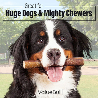 Bully Sticks for Large Dogs, Super Jumbo 6 Inch, 50 Count - All Natural, Grass Fed, Single Ingredient, Long Lasting Dog Treats for Aggressive Chewers