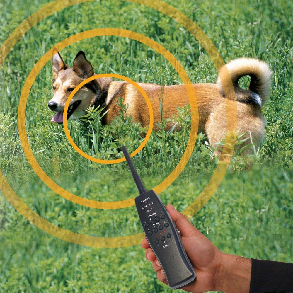 Express Train Remote 2 Dog Radio Trainer