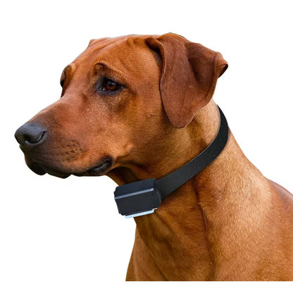 Express Train Remote 2 Dog Radio Trainer